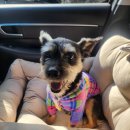 퍼피쿼터스 이미지