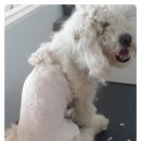 심쿵하개 이미지