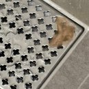 대한리트리버 | 강아지도 맞춤 샴푸 쓰는 시대! 하이포닉 리트리버샴푸 사용 후기