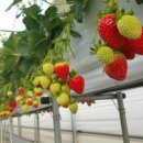 중간말농장 이미지