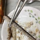 가시 살이 이미지