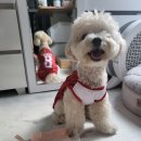 하울 애견 유치원 이미지