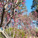 제597차 목요산우회 산행(약사암) 반려동물이 주는 위로, 그리고 약소국 조선과 청의 건국과정 이미지