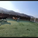 덕분에 행복하개 이미지