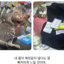 수련민박 | 사랑하는 파리 🇫🇷 / 수플렌, 팡테옹, 파리식물원, 에트르타, 옹플뢰르, 몽생미셸, 지베르니, 15구 한인민박