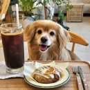 개 최고 | "🐕네덜란드 최고개!" 견생역전 댕댕이의 첫 유럽 여행 후기(ft.프랑스, 독일 여행)