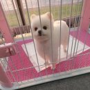 The dog 애견미용샵 네이버블로그