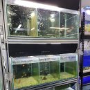 젊은열대어 이미지