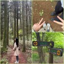 한라산둘레길 사려니숲길 | 6월 제주여행 동쪽 가볼만한곳 | 사려니숲길 그리고 5L2F 카페 🍃
