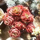 크라우스 이미지