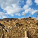 평원애견 이미지