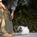 퍼피데일리 이미지