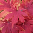 아름다운 어린이집 | 우리들 자연학교 11월 6일 신길 파크 솔숲 어린이집 수업 후기