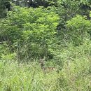신통목장 | 6월 제주 동쪽 여행 (2) 비밀의숲, 블루보틀, 제주돌문화공원, 꺼멍스