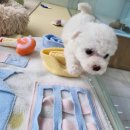 LOVING PET 이미지