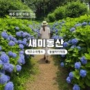 동산초등길 | 제주 새미동산 코스모스 수국 정원 입장료와 체험 후기