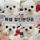 도그캐슬 강아지분양 다산점 | 도그캐슬 티컵강아지 혈통 말티즈.푸들 특별 할인분양중