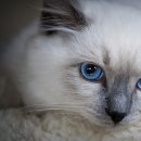 고양이샵 이미지