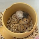 패러그린샵 동래점 | 부산 햄스터 용품 분양샵 패러그린샵 동래점 내돈내산 후기