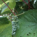 신흥레져타운 이미지