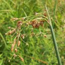 큰고랭이 [great bulrush (Schoenoplectus tabernaemontani)] 이미지