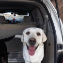 래브라도리트리버 한쌍 무료분양합니다 이미지