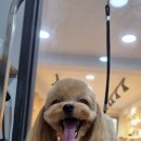 honapet(호나펫) 네이버블로그