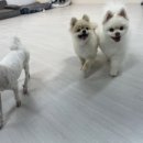 다람플레닛 이미지