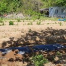 소초농장 이미지