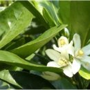 금빛농원 이미지