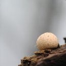 (자)정풍 이미지