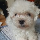 큐피트동물병원 이미지