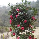 질재로 3 이미지