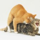 고양이 교미와 번식 이미지