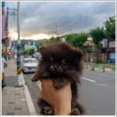 김해 강아지분양 고양이분양 도그하우스 대성점 이미지