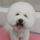 단비애견 미용실 이미지