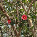 횡간도2 이미지