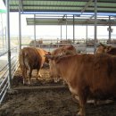 버들농장 이미지