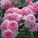 초강농장 이미지