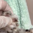 무마취 고양이 미용실 반할고양 이미지