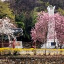 창녕 영산 만년교 이미지