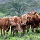 고구려기능성블럭 이미지