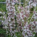 노을과포도향기 이미지