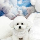 (주)스타몽 네이버블로그