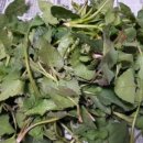 아미산농장 이미지