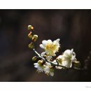 봄을담다 이미지