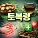 내 몸 살리는 약선차와 건강약선 레시피 | 토복령 효능 부작용 뿌리 건강에 미치는 영향