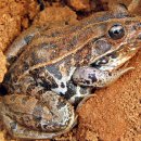 인삼농장 이미지