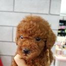 허니펫 이미지