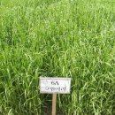 강원사료 이미지